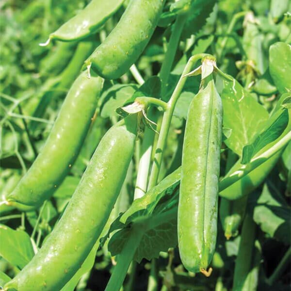 West Coast Seeds Shelling Pea Seeds